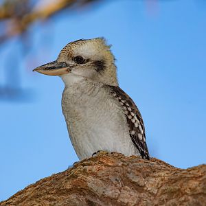 Laughing Kookaburra