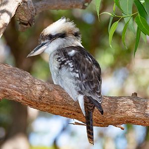 Laughing Kookaburra