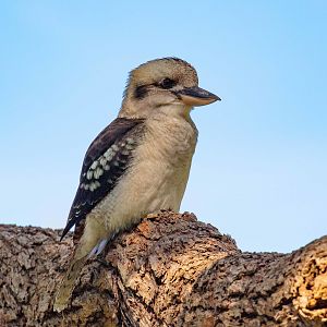Laughing Kookaburra