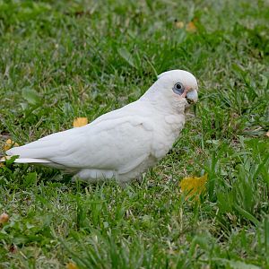 Little Corella