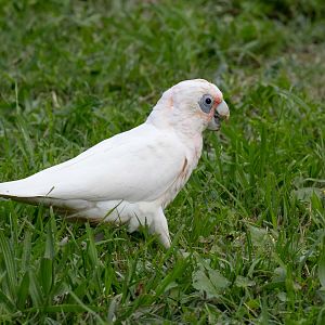 Little Corella