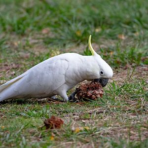 Sulphur-crested Cockatoo