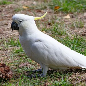Sulphur-crested Cockatoo