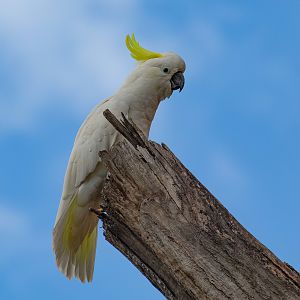 Sulphur-crested Cockatoo