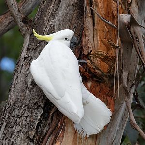 Sulphur-crested Cockatoo