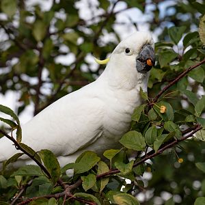 Sulphur-crested Cockatoo