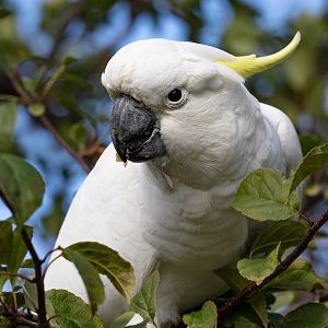 Sulphur-crested Cockatoo