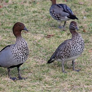 Australian Wood Duck pair