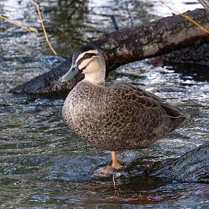 Pacific Black Duck