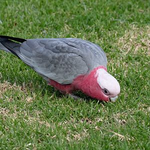 Galah