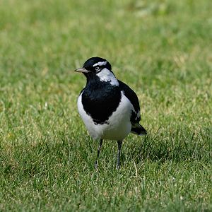 Magpie-lark