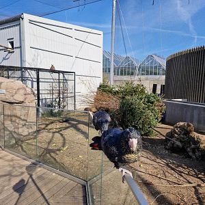 Red-tailed black cockatoo walking over the Comman Wombat exhibit
