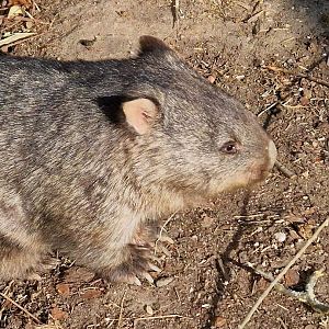 Comman Wombat