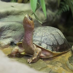 McCord's Box Turtle/ Cuora mccordi