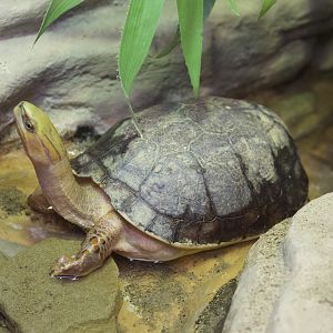 McCord's Box Turtle/ Cuora mccordi