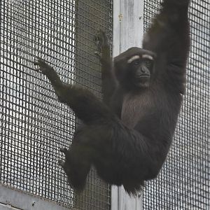Skywalker hoolock gibbon (Hoolock tianxing)