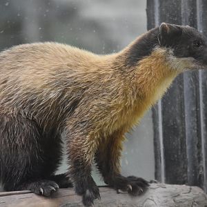 yellow-throated marten (Martes flavigula)