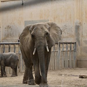 Pan liuyi and jingjing