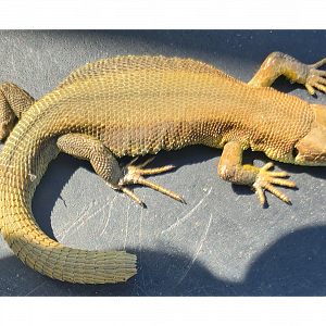 Southend seafront; 13th April 2023