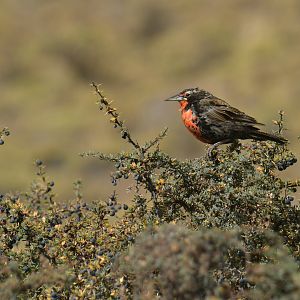 Long-tailed Meadowlark Leistes loyca