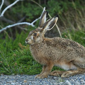European hare (Lepus europaeus)