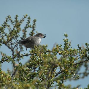 Fire-eyed Diucon Xolmis pyrope