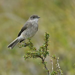 Fire-eyed Diucon Xolmis pyrope