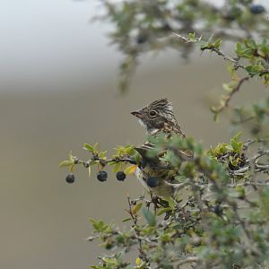 Rufous-collared Sparrow Zonotrichia capensis