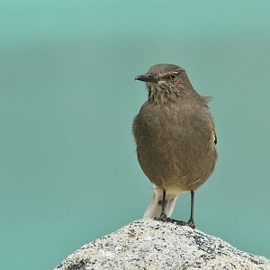 Great Shrike-Tyrant Agriornis lividus