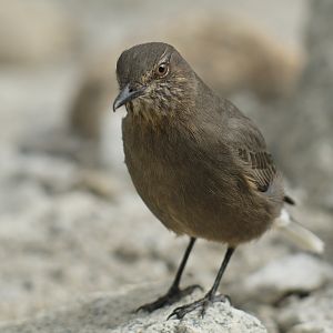 Great Shrike-Tyrant Agriornis lividus