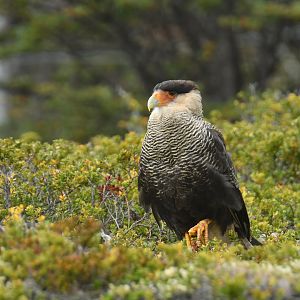 Crested Caracara Caracara plancus