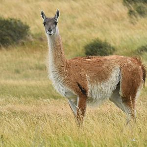 Guanaco (Lama guanicoe)