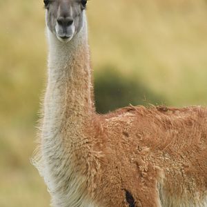 Guanaco (Lama guanicoe)