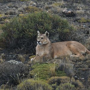 Puma (Puma concolor)
