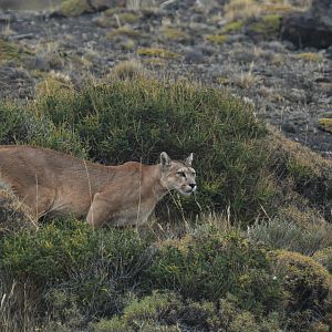 Puma (Puma concolor)