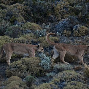 Puma (Puma concolor)