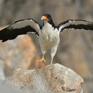 White-throated Caracara Phalcoboenus albogularis