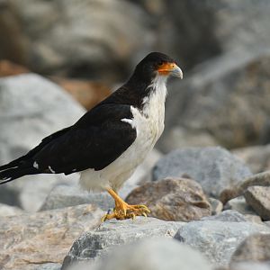 White-throated Caracara Phalcoboenus albogularis