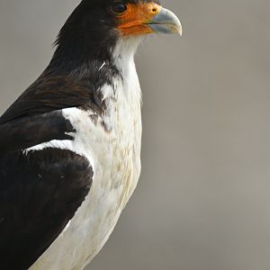 White-throated Caracara Phalcoboenus albogularis