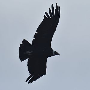 Andean Condor Vultur gryphus