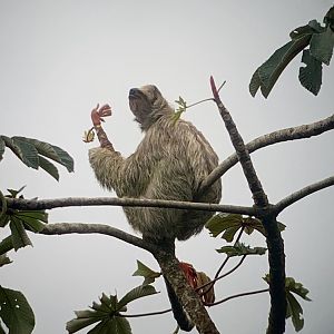 May 2022- Brown-throated sloth