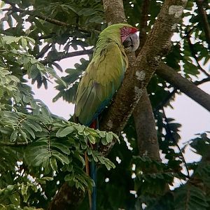 May 2022- Great green macaw