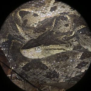 May 2022- Fer-de-lance