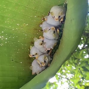 May 2022- Honduran white bats
