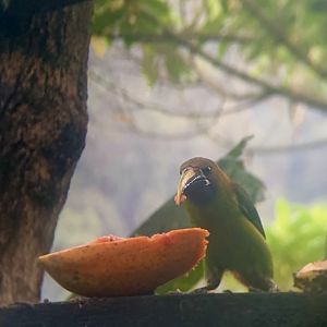May 2022- Blue-throated toucanet