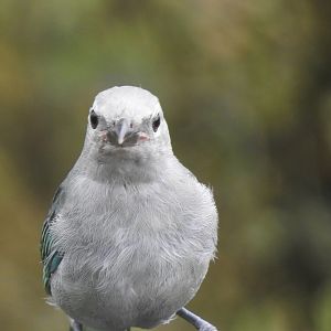 May 2022- Blue-grey tanager