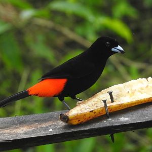 May 2022- Scarlet-rumped tanager