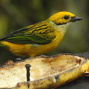 May 2022- Silver-throated tanager