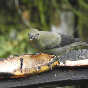 May 2022- Palm tanager