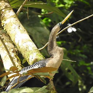May 2022- Anhinga
